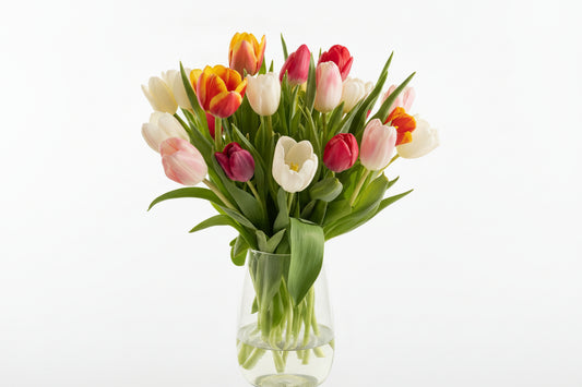 It's Tulip Season Baby!